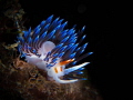   Cratena Perigrina. Perigrina  